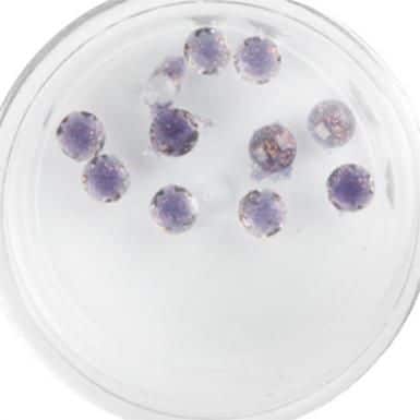 Plexi Glitter - 18