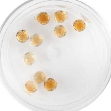 Plexi Glitter - 22