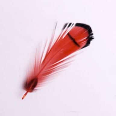 Toll 204 Red